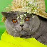 Картина из пайеток 20x30 см. БРИТАНСКИЙ КОТ В ШЛЯПЕ