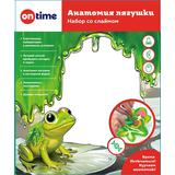 Набор со слаймом. Анатомия лягушки.